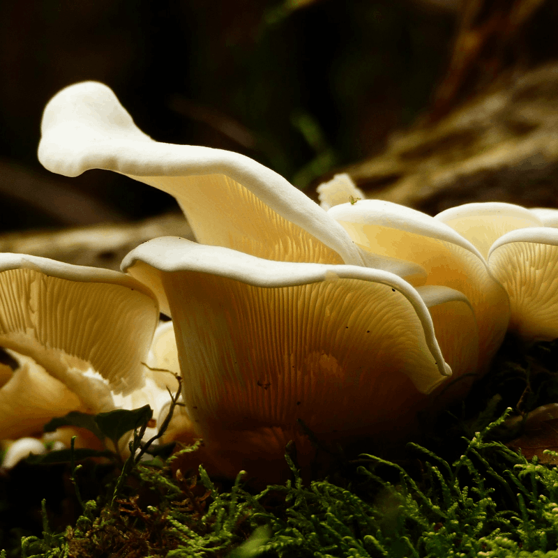 Vignette Mycotherapie Illustration d'u champignon médicinal utilisé en mycothérapie et naturopathie