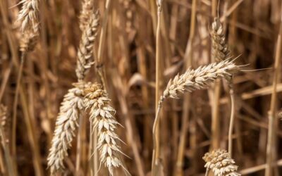 Le gluten est-il vraiment toxique ?
