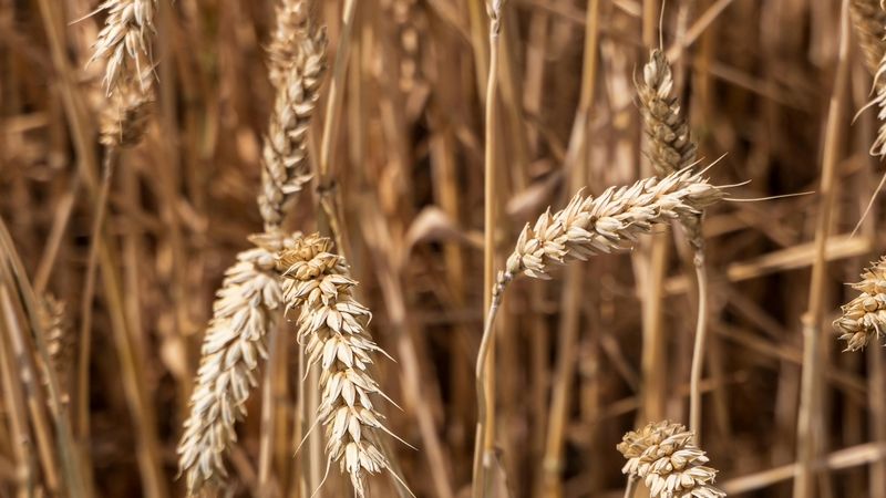 Le gluten est-il vraiment toxique ?