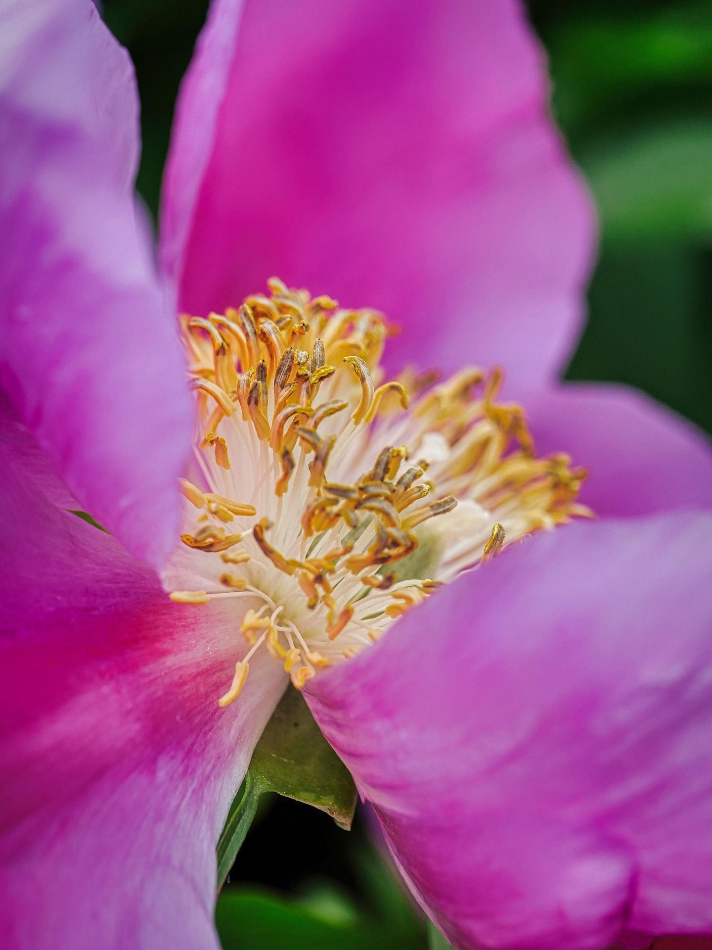 jpeg-optimizer_peonies-8027028_1920